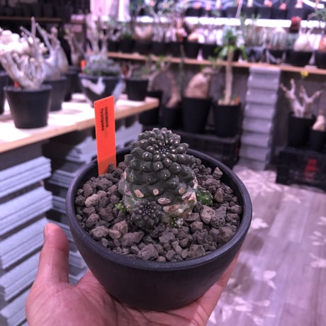 copiapoa   hypogaea《M  size》子吹き株※現地球カキ仔自根株※店主国内管理3年株※黒肌に優しい黒棘がwildなヒポガエア※mad black bowl pot植え※No.④