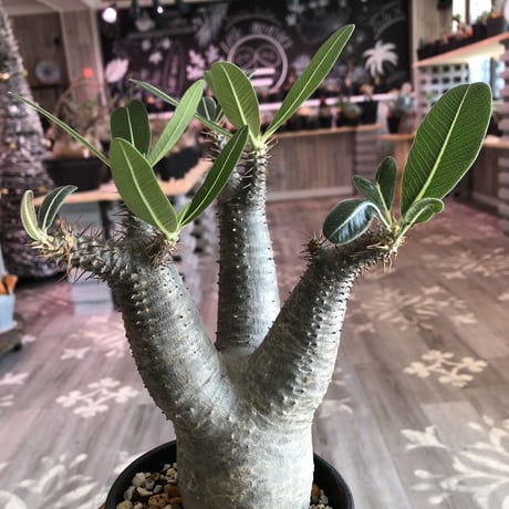 packypodium  makayense（M size）※発根済み株