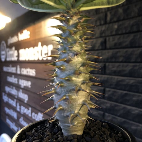 pachypodium  ambongense  littmon seed🌱《大きめM size》希少種※実生でも流通少なき将来有望ぼってり株※mad black pot植え