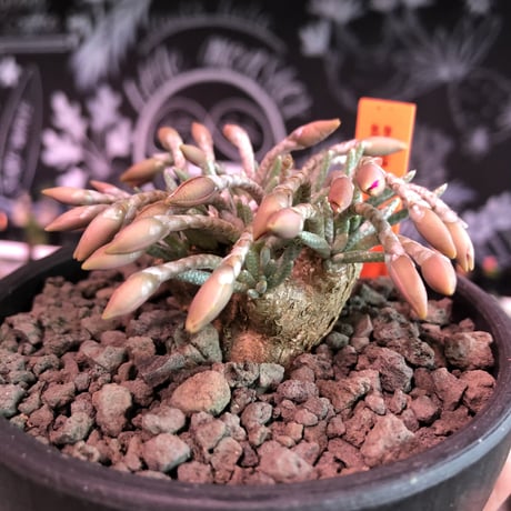 avonia   alstoni 《L L   size》※特化した大きな塊根を持つアルストニー希少大株No.①※ mad black bowl pot植え