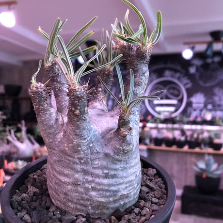 packypodium  gracilius《M size》※現地球発根済株※店主国内管理3年株※短枝＆激レア360°ロゼット枝のweight低き最高balance株※mad black pot植え