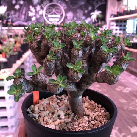 euphorbia    guillauminiana《M  size》細身でも枝数の激しい良美株‼︎