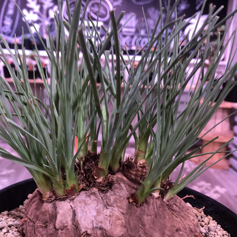 calibanus hookeri《L size》希少・極美株 | plants holi