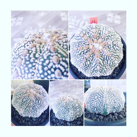 astrophytum asterias var.super 兜《L size》大変大きくそして白い球体‼︎super兜‼︎　※店主管理5年株  ※mad black pot植え