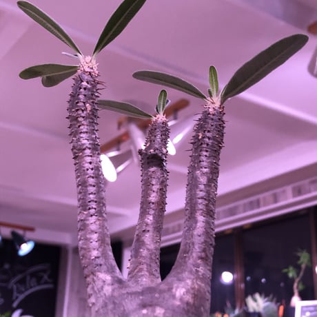 packypodium  roslatum  var.  cactipes《L size》