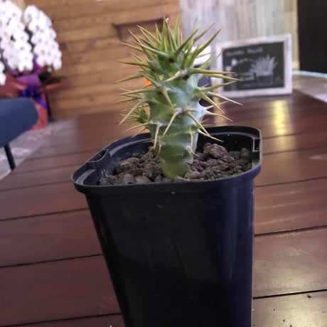 packypodium  ambongense