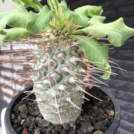 pachypodium namaquanum 光堂《大きめL size》littmon seed🌱※中々見かけないはずのサイズ感のとびきり丸み強きかわいい一株※mad black pot植え
