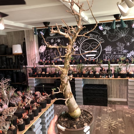 bursera fagaroides《 L L size》極太最高品質※現地球発根済株※店主国内管理6年株※厳つく極太唯一無二感強き渾身の一株※mad blown marble bowl pot植え