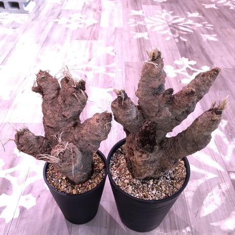 xerophyta   trichophylla《L size》 &《L L size》