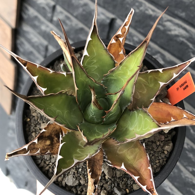 agave montana《大きめM size》※子株有り選抜株※現地球発根後 agave montana《大きめM size》※子株有り選抜株※現地球発根後