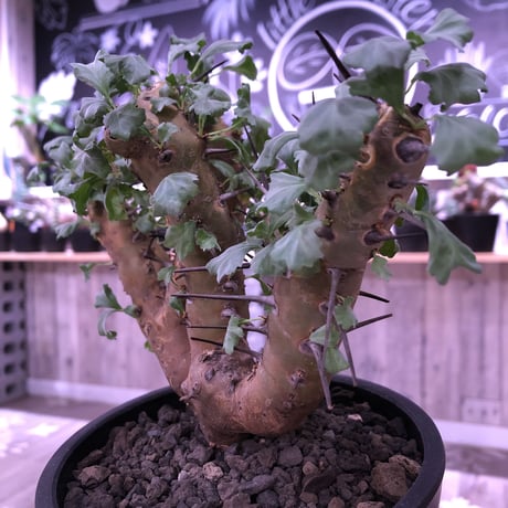 sarcocaulon   crassicaule《M  size》※冬型caudex‼︎  ※mad  black  pot植え　刺間が粗めなシンメトリーな balance株‼︎　店主管理３年株