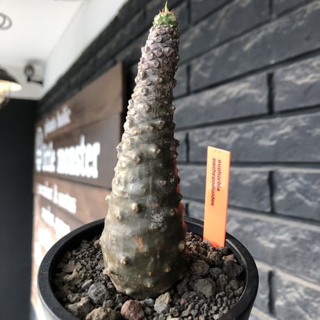 euphorbia   pachypodioides《M size 》※ボコボコ肌の立体的樹形‼︎葉の表がグリーンで葉裏とお花が紫の魅力的な一株※mad black pot植え