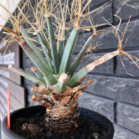 leuchtenbergia  principis 晃山《LL size》大株※現地球株発根済※極太幹を持ち年代物なため極めてワイルドな一株‼︎※mad black bowl pot植え