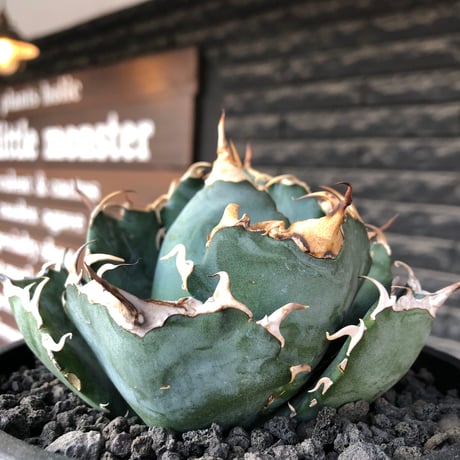 agave titanota  白鯨強棘陽炎bowl type《L size》※現地球株発根済※ウネウネ最高の鋸歯に幅広肉厚ボウルタイプ※black bowl pot植え