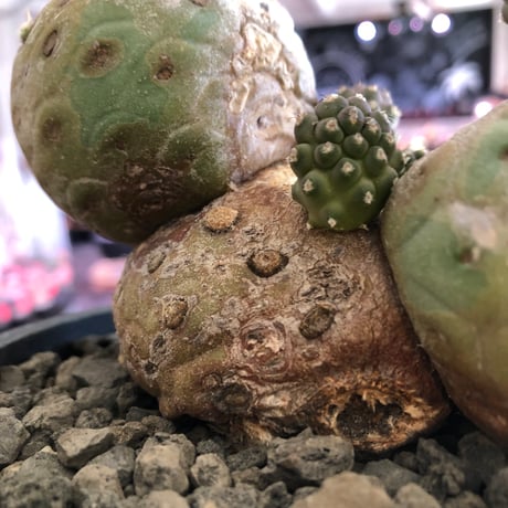 tephrocactus geometricus 《LL size》激希少‼︎※現地球株発根済※実生株＆カキ仔株でないと流通がほぼないため所持率も極めて低き渾身の一株※black bowl pot植え