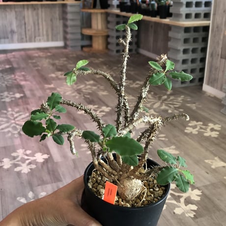 euphorbia    sakarahaensis《M size》