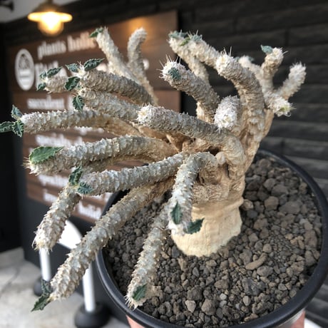 euphorbia tulearensis《 LL size》大株※現地球発根後店主国内管理4年株※驚愕‼︎希少性激高塊根ユーフォルビア‼︎big塊根&躍動枝振り※mad black pot植え
