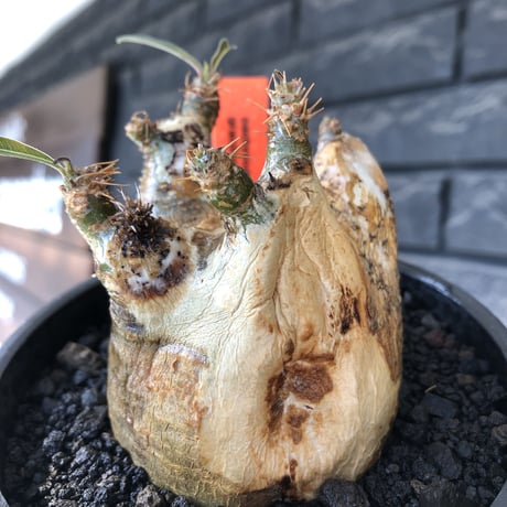 pachypodium gracilius《M size》ぼってり短枝&極現地焼け肌※現地球発根後店主国内管理3年株※極めて現地焼けマミレれな特化した装い‼︎※mad black pot植え