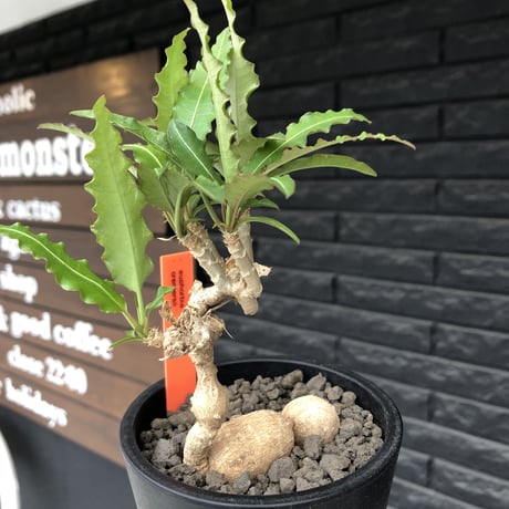 euphorbia cremersii《 L size》※現地球発根後店主国内管理2年株※美しいギザギザ葉に綺麗な塊根とのcontrastが堪らない一株※mad black pot植え