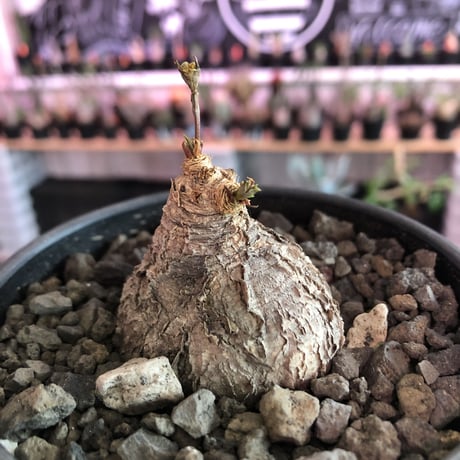 euphorbia subapoda《M size》※枝成長過程から育てる事ができ、ぼってり株で可愛いながらも特に肌質荒い小振りでもvintage感強き一株※mad  black bowl pot植え