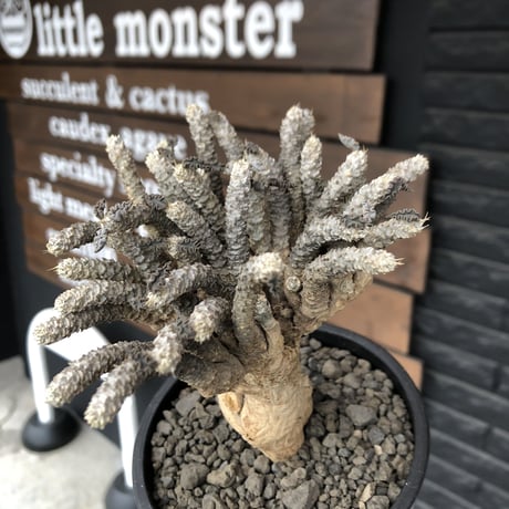 euphorbia tulearensis《 L size》※現地球発根済株※驚愕‼︎bigサイズ‼︎希少性激高塊根ユーフォルビア‼︎大振り＆枝振りも半端なき一株※mad black pot植え