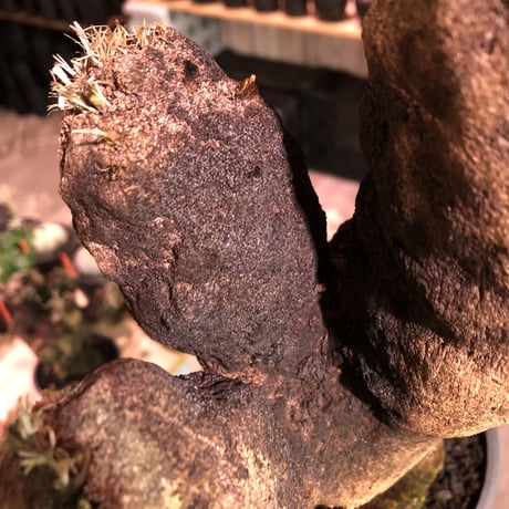xerophyta  trichophylla《L size》※現地球発根済株※驚愕強靭株※極太枝を持つbigキセロ‼︎※mad black pot植え