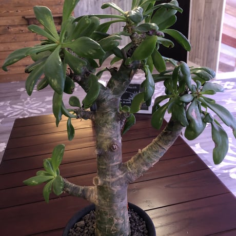 tylecodon  paniculatus《M size》