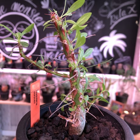 fouquieria  purpusii《M size》 ※希少株 ※mad  black  pot植え