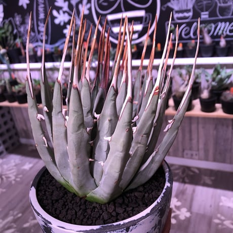 agave    utaensis  var, eborispina《L L size》※驚愕極美株※抜群にwild且つ美しいエボリスピナ‼︎※mad black marble bowl pot植え