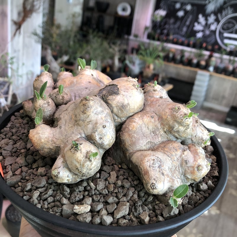 パキポディウム 恵比寿笑い Pachypodium brevicaule ② パキポディウム 恵比寿笑い | GREEN LUCK