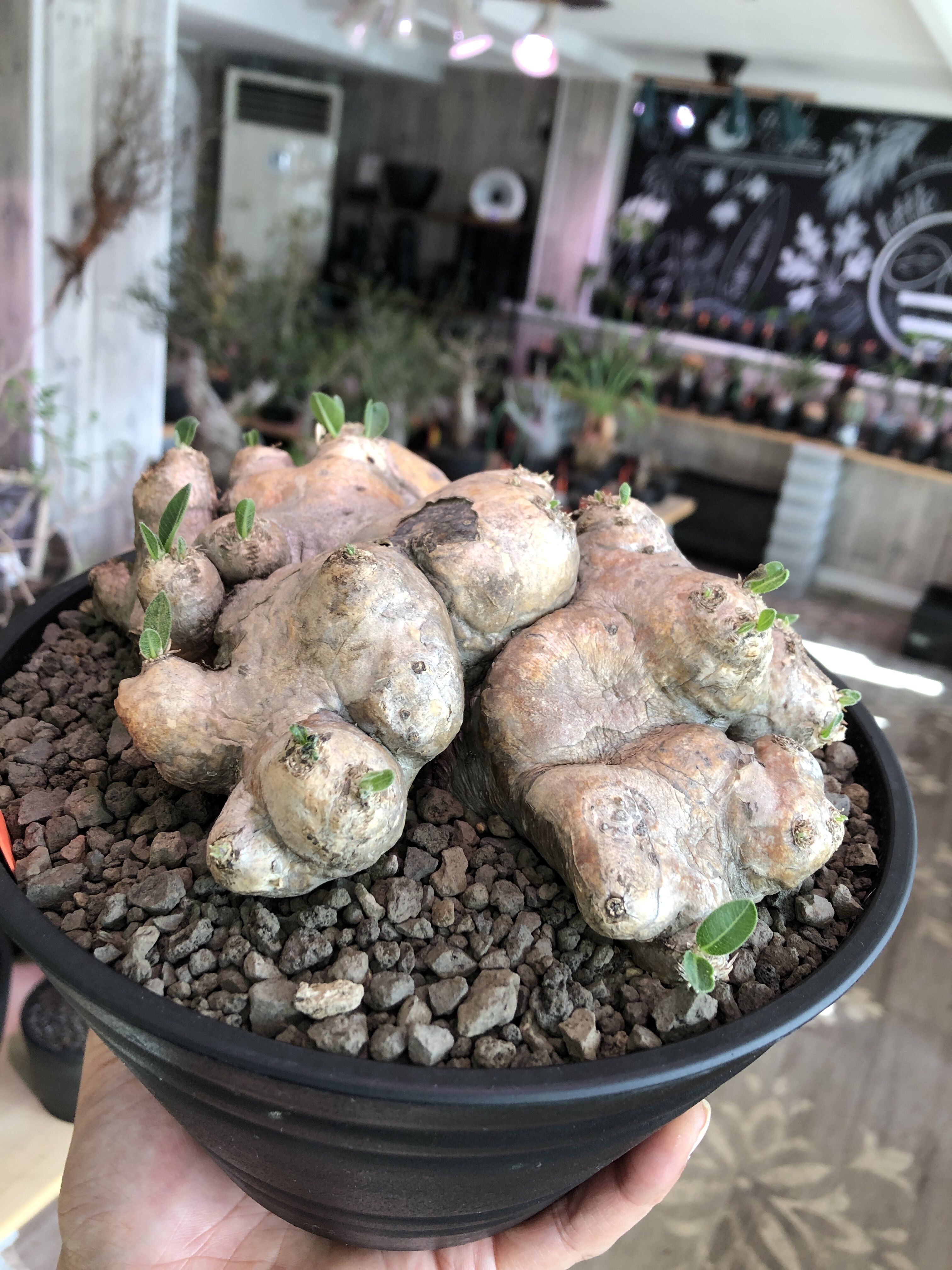 pachypodium brevicaule恵比寿笑い《大きめL size》※現地球発根済株