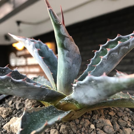 agave montana《M size》※現地球発根後店主国内管理2年株※葉色も深い青さのためblack感あるカッコいい一株※mad black bowl pot植え