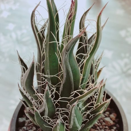 agave   filifera    schigigera    wave