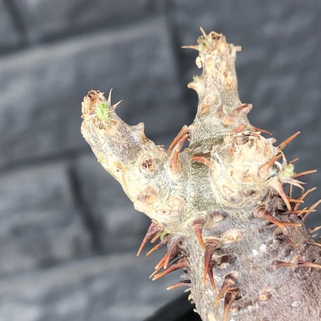 packypodium  cactipes《 S  size》※現地球発根済株※とても特化した独特の自己主張強きフォルムに短枝の為、大変可愛いさも強き一株‼︎※mad black bowl pot植え