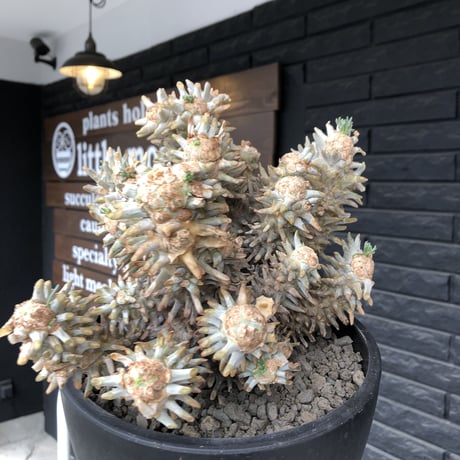 tylecodon wallichii（LL size）※現地球発根済※発根後店主国内管理8年株※ヤバい程の枝振り‼︎weight極めて低い良樹形驚愕ワリチー※mad black bowl pot植え