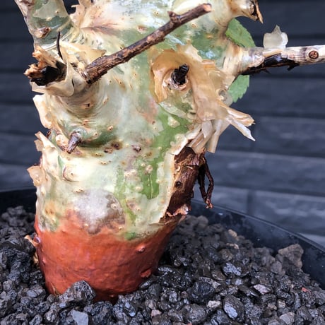 commiphora  africana《L size》※現地球株発根済※美しくbalance良き佇まい※tall pot植え