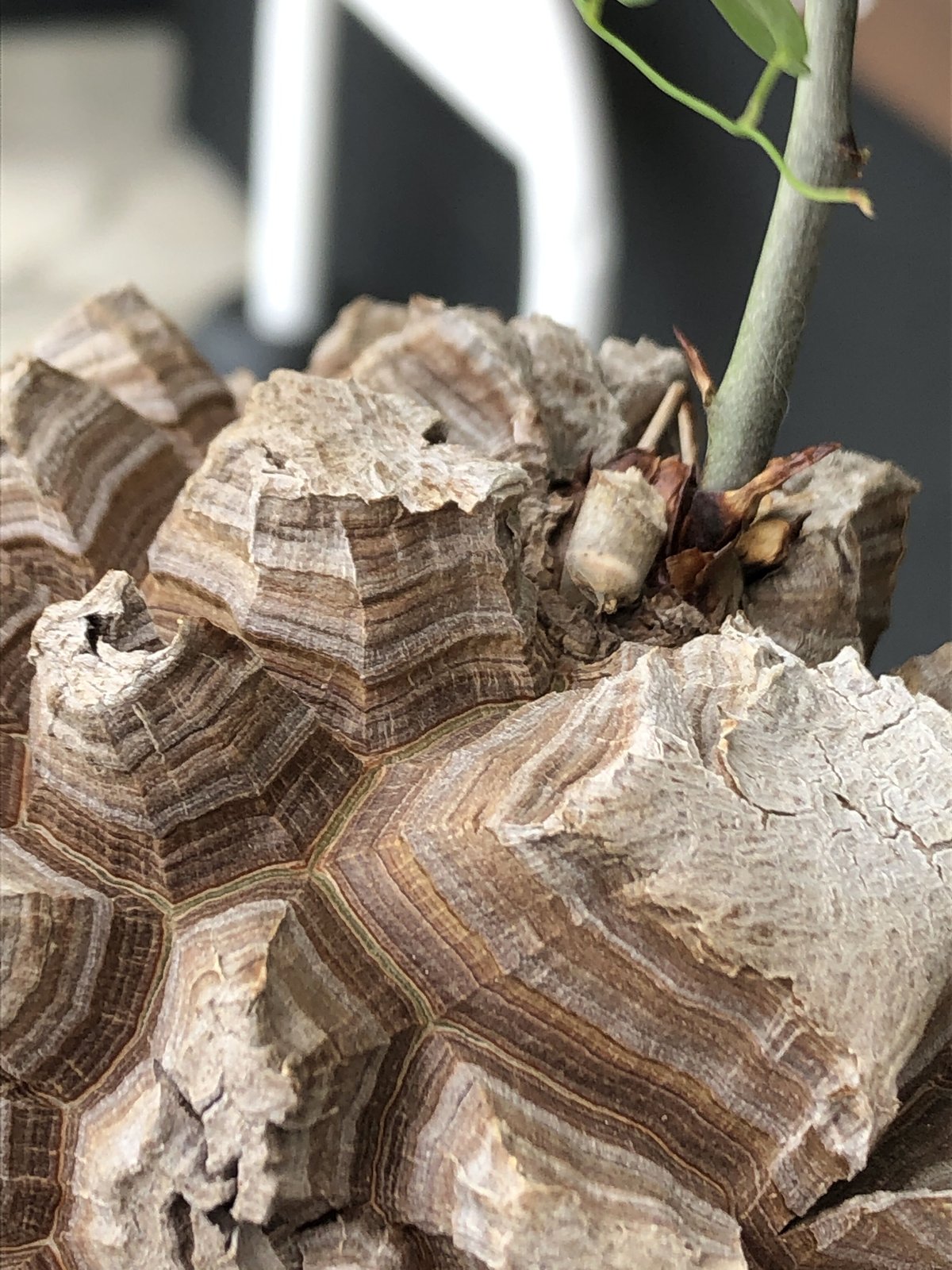 dioscorea elephantipes アフリカ亀甲竜《大きめL size》※今後 dioscorea elephantipes アフリカ亀甲竜《大きめL size》※今後