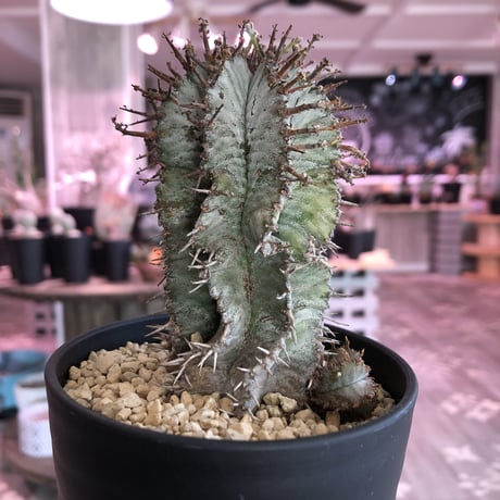 euphorbia    horrida
