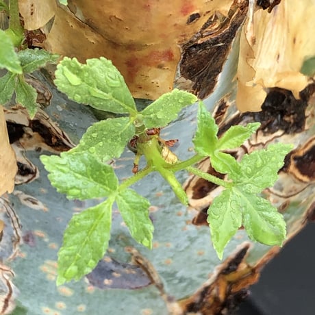 commiphora  holtziana《LL size》驚愕‼︎極太株※現地球発根後店主国内管理3年株※灌木が故の渋さ佇まいが堪らない渾身の極太wild株※mad black bowl pot植え