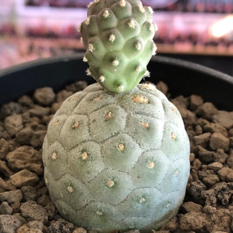 tephrocactus geometricus 《M size》※現地球株カキ仔発根済※②丸々とかわいく綺麗な玉型維持のカキ仔※black bowl pot植え