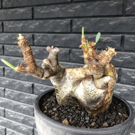 pachypodium gracilius《L size》※現地球発根後店主国内管理4年株※ぼってり偏平樹形にガクガク枝振りが堪らない一株‼︎※mad black bowl pot植え