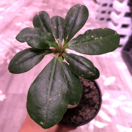 euphorbia     ramena《 M size》