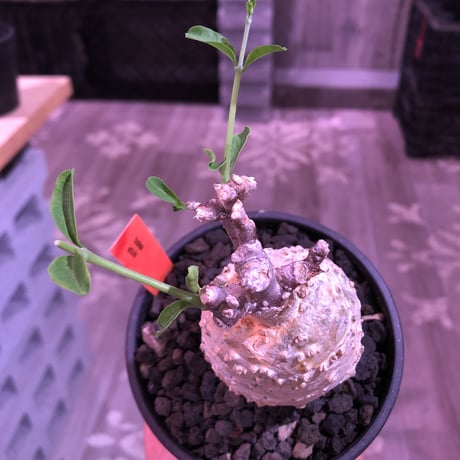 fockea  edulis《S size》白肌球体株※現地球発根済株※ぼってりと丸く‼︎そして白い‼︎大変樹形良きかわいい奴‼︎オススメ株※mad black bowl pot植え