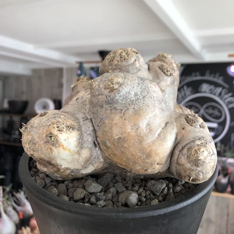 pachypodium  brevicaule恵比寿笑い《L size》※現地球発根済株※ヤバく驚愕的座高を持つ唯一無二なNo.1立体樹形‼︎今後流通少なくなります※mad black pot植え