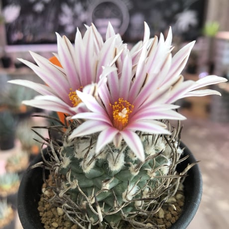 turbinicarpus  昇竜丸