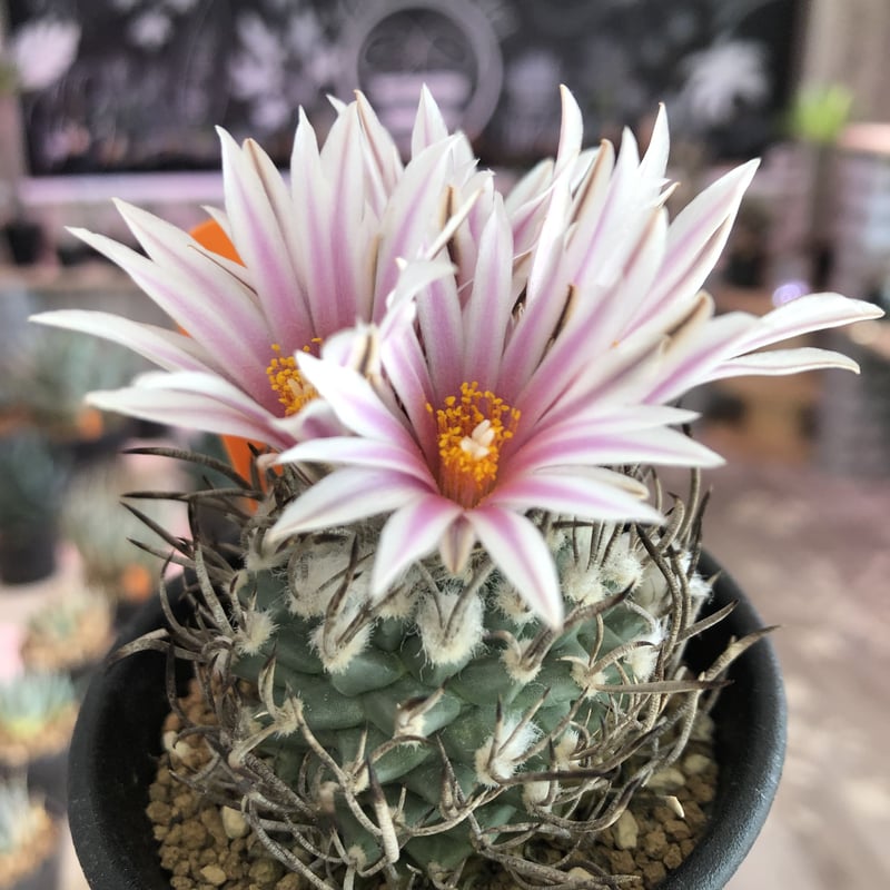 turbinicarpus 昇竜丸 | plants holic 