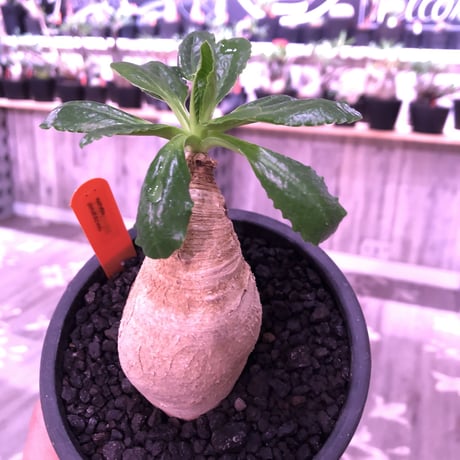 euphorbia    primulifolia  《M size》《花色 ＝white》※ぼてっとプリっとしたこのフォルムが堪らない人気者‼︎※mad black pot植え