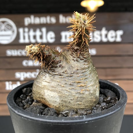 pachypodium gracilius《大きめS size》希少‼︎ニ頭枝 &green肌※現地球発根済株※店主国内管理2年株※ぼってり樹形で捻くれた感が堪らない※mad black pot植え