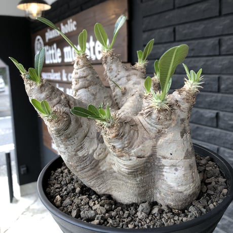 packypodium  eburneum《大きめL  size》※現地球発根済株※wild過ぎる肌質とmonster級の特化した樹形に興奮‼︎※浅鉢植え
