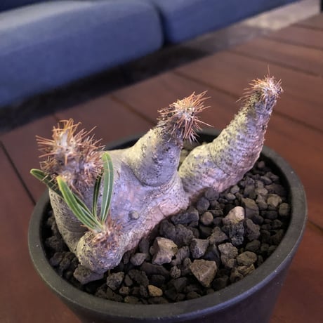 packypodium  gracilius《 M size》W-he'd※現地球発根済※white colorが綺麗な二分頭グラキ‼︎樹形含め堪らぬかわいさ※mad black pot植え